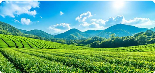 周宁县碳中和林碳汇项目（一期）